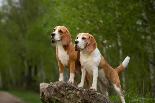 Cães Beagle Outddor Verão — Fotografia de Stock