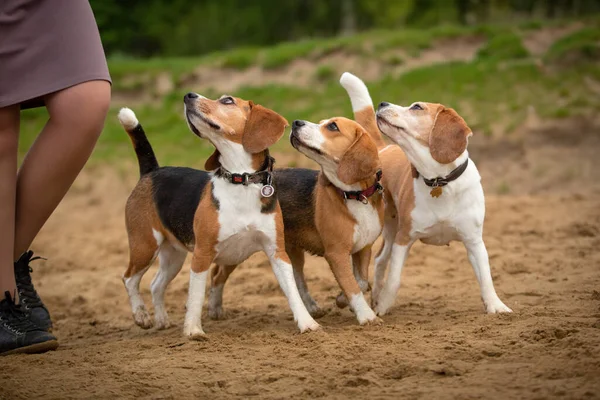 beagle dogs group of three running outdoor in summer landscape