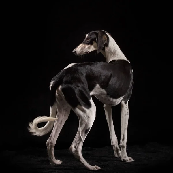 Saluki Dog Smooth Persian Sighthound Black Background Isolated Profile — 스톡 사진