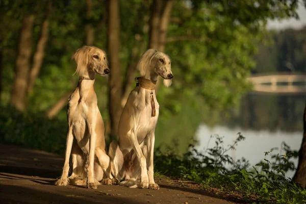 两只猎狗在绿树成荫的湖滨上目瞪口呆地坐在一起 — 图库照片