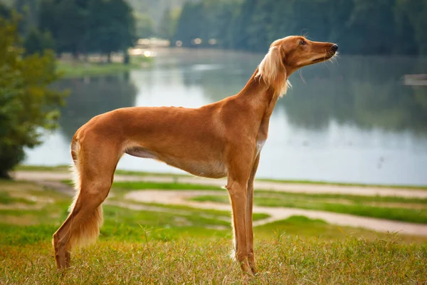 Saluki Sighthound纯种狗 — 图库照片