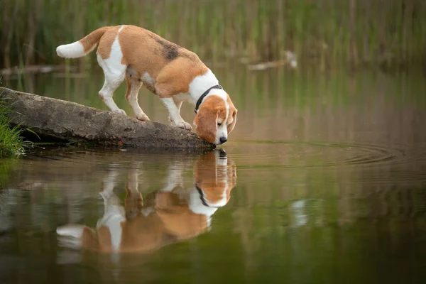 beagle dog sniff the water