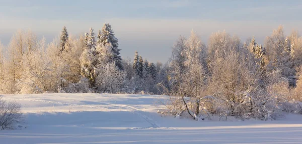 雪に覆われた木々の冬の風景 — ストック写真