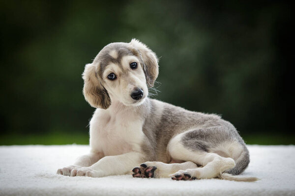 Lindo Cachorro Cerca — Foto de Stock