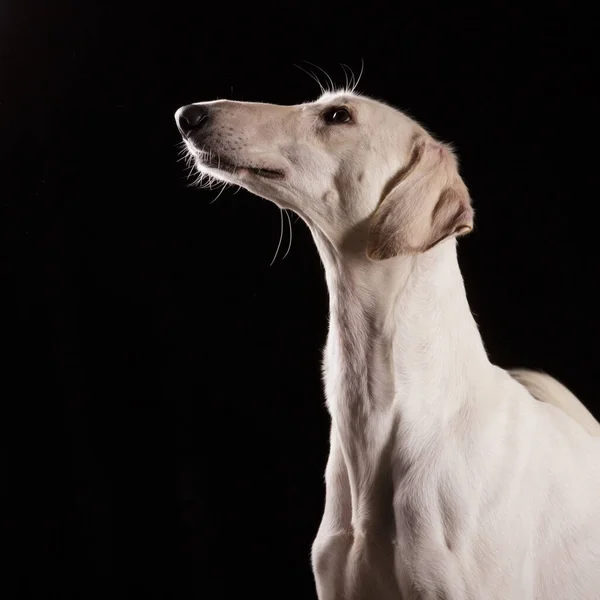Салуки Собака Гладкий Персидский Визирь Черном Фоне — стоковое фото