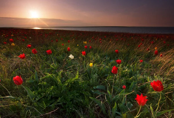 Campo Verde Com Tulipas — Fotografia de Stock