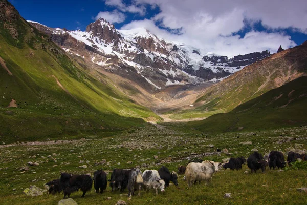 Vacas Pastando Belas Montanhas Imagens De Bancos De Imagens