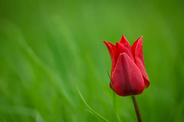 Tulipa Vermelha Fundo Verde Imagem De Stock
