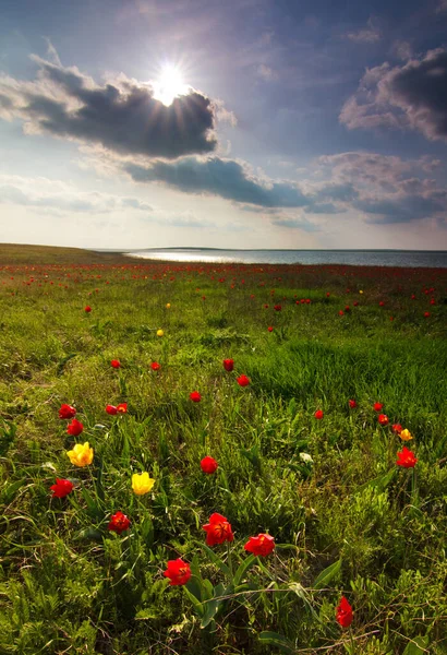 Campo Verde Con Tulipani Foto Stock