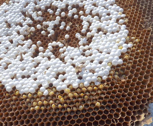 Пчелиные Расчески Пчелиными Яйцами Вблизи — стоковое фото