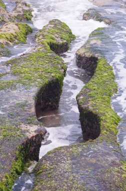 Tayvan Laomei yeşil Reef