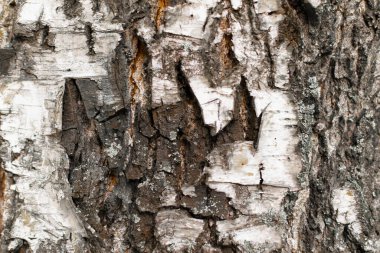 Kırsal ağaç kabuğu dokusu. Eski bir ağacın eski kökü, koyu kahverengi eski doku arka plan. Ahşap kabuk, kahverengi kabuğun kabuklu dokusu. Ağaç kabuğu. 