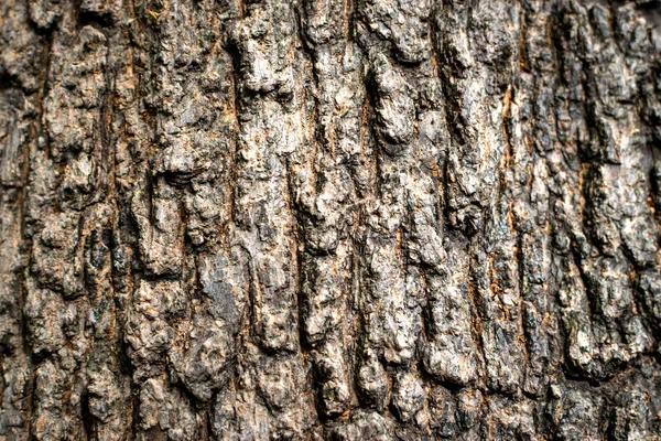 Kırsal ağaç kabuğu dokusu. Eski bir ağacın eski kökü, koyu kahverengi eski doku arka plan. Ahşap kabuk, kahverengi kabuğun kabuklu dokusu. Ağaç kabuğu. 