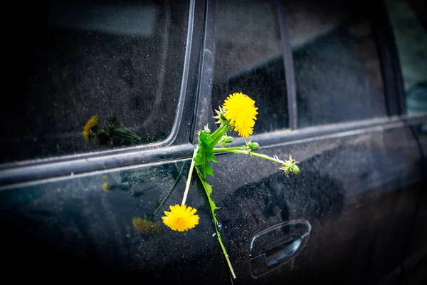 Yol kenarında terk edilmiş, yıllar boyunca sarmaşık yeşili bitkilerle kaplanmış arabalar. Doğa yavaş yavaş topraklarını geri alıyor. Arabalar çiçek yataklarına dönüştü. Paslı taşıma