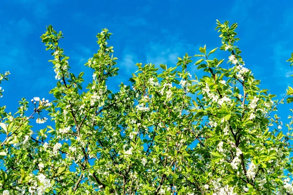 Mavi arka planda beyaz çiçekli elma ağaçlarının arka planından. İlkbaharda çiçek açan elma bahçesi. Avrupa. Güzellik dünyası.