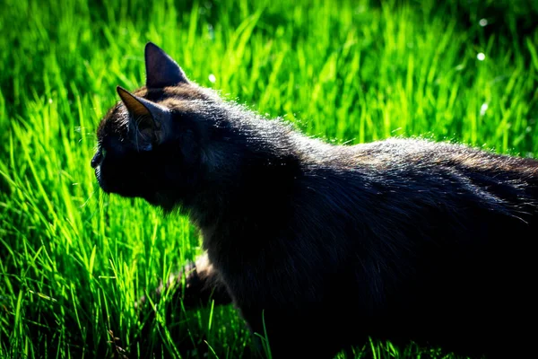 Gato Negro Césped Verde Gato Negro Cazando Ratón — Foto de Stock