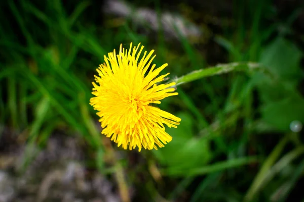 Bir karahindiba bitkisinin makro fotoğrafı. Karahindiba yeşil arka planda tüylü sarı bir Bud bitkisidir. Sarı karahindiba çiçeği toprakta yetişir..