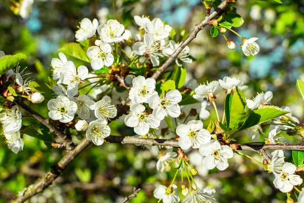 Mavi arka planda beyaz çiçekli elma ağaçlarının arka planından. İlkbaharda çiçek açan elma bahçesi. Avrupa. Güzellik dünyası.