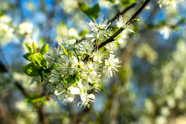 Mavi arka planda beyaz çiçekli elma ağaçlarının arka planından. İlkbaharda çiçek açan elma bahçesi. Avrupa. Güzellik dünyası.
