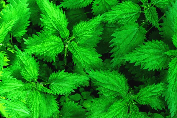 Macro Photo Egy Növény Csalán Csalán Bolyhos Zöld Levelekkel Háttér — Stock Fotó