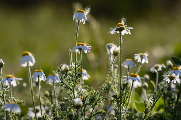 Yeşil bir çayırda güneşin ışığında vahşi beyaz papatyalar. Bulanık arkaplan.