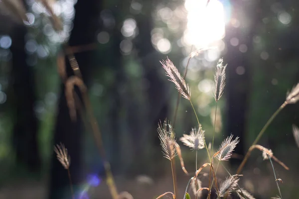 Ormandaki bir açıklıkta güneş ışınlarıyla aydınlatılan çimen dikenleri. Bulanık arkaplan.