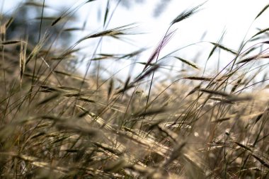 Çimenleri sivri uçlu güneş ışığında gökyüzüne yakın. Bulanık arkaplan.