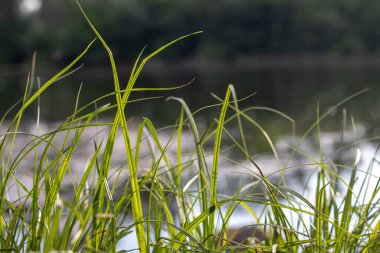 Nehrin arka planında yeşil çimlerin izleri var. Bulanık arkaplan ile yakın plan.