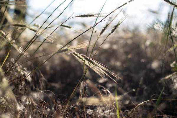 Çimenleri sivri uçlu güneş ışığında gökyüzüne yakın. Bulanık arkaplan.