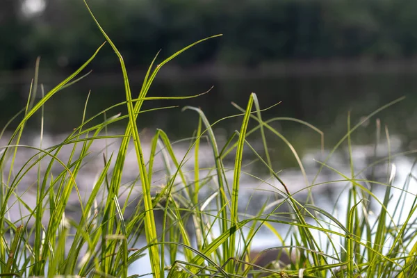 Nehrin arka planında yeşil çimlerin izleri var. Bulanık arkaplan ile yakın plan.