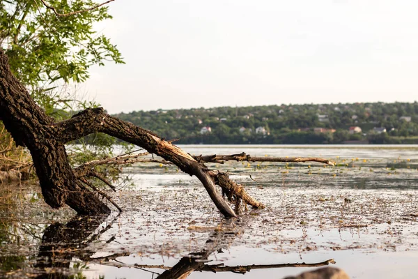 Bir akasya ağacının gövdesi yeşil çamurla kaplanmış suya düştü. Bulanık arkaplan.