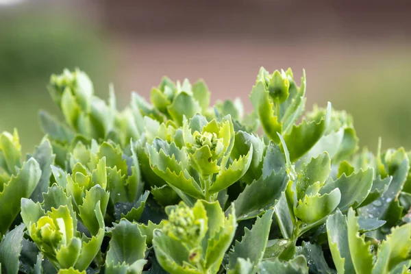 Süslü yeşil lahana yakın plan. Bulanık arkaplan.