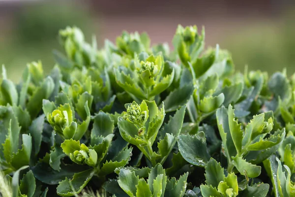 Süslü yeşil lahana yakın plan. Bulanık arkaplan.