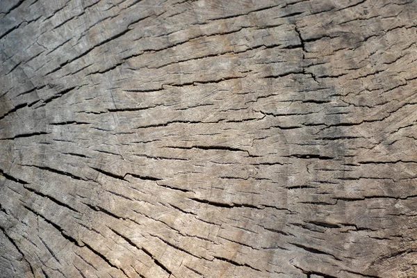 Slice Old Gray Tree Trunk Cracked Rings Wood Close — Stock Photo, Image