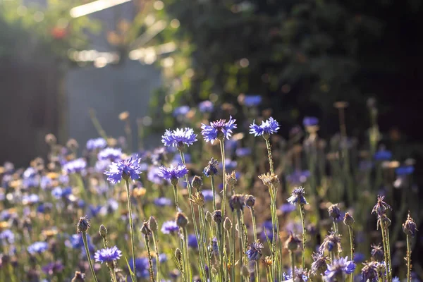 Flores Silvestres Acianos Azules Luz Del Sol Primer Plano Con Fotos de stock