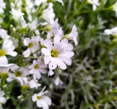 Yeşil arka planda beyaz papatya mili. Papatya çiçeği. Makro.