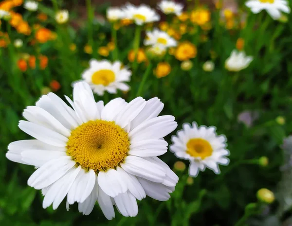 Weiße Gänseblümchen Auf Dem Feld Sommerblumen Kamille Aus Nächster Nähe — Stockfoto