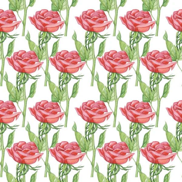 Muster Rote Rosen Aquarell Blume Weißer Hintergrund Isolieren Objekt — Stockfoto