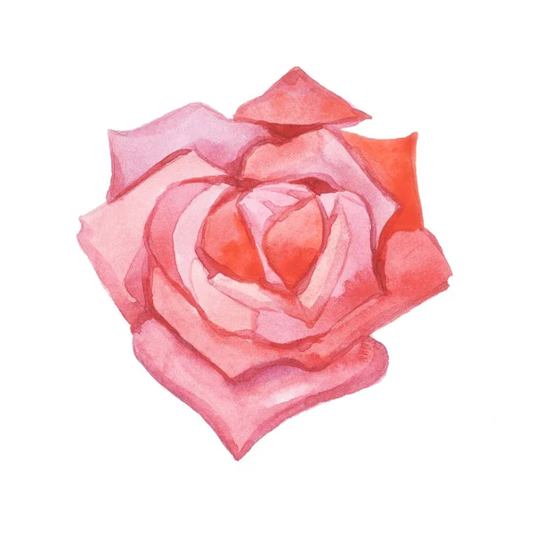 Motif Rose Rouge Aquarelle Fleur Blanc Fond Isoler Objet — Photo