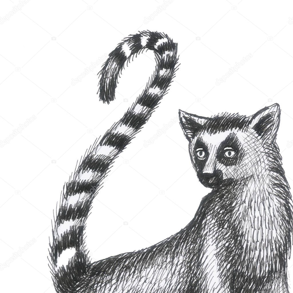 lemur card pattern drawing silhouette tropical animals isolate object white background primacy