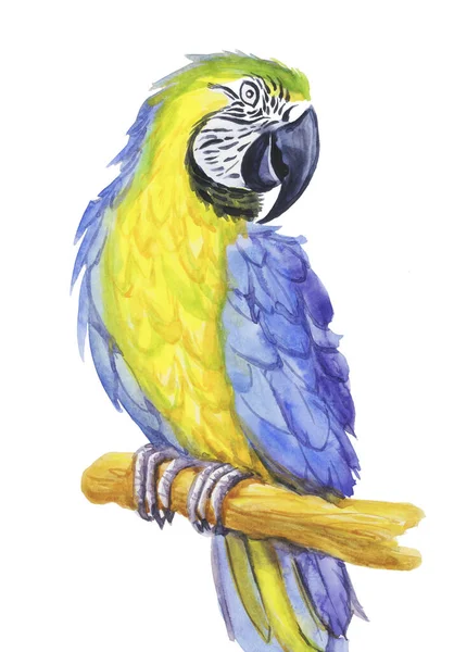 Тропический Попугай Рисунок Акварельный Силуэт Тропическая Птица Изолировать Объект Белый — стоковое фото