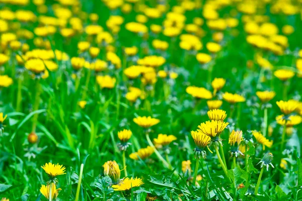 Meadow Yellow Dandelions General Plan — Stock Photo, Image