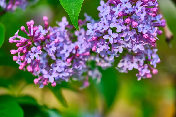 Close Beautiful Lilac Flowers Color Blur Background — Stock Photo, Image