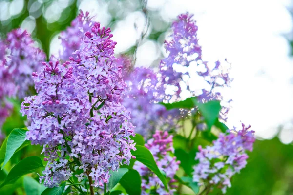 Close Beautiful Lilac Flowers Color Blur Background Royalty Free Stock Images