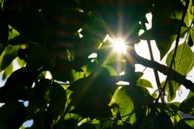 Ormanın yeşil yapraklarının arasından geçen güneş ışınları