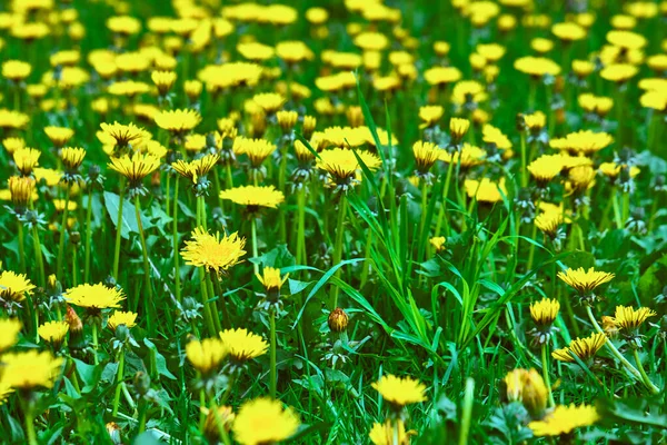 Prado Com Dente Leão Amarelo Plano Geral — Fotografia de Stock