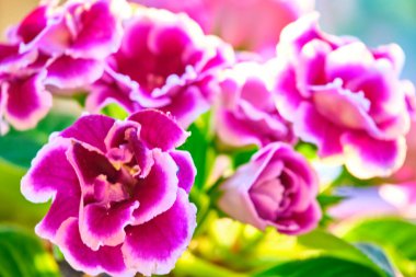 Esrar bitkileri, kapalı mekanlar, tropikal bitkiler. Fotokopinin içinde birkaç bitki var. Arkaplan olarak kullan. kapatma rengi