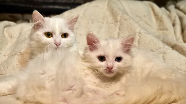 Dos Gatos Blancos Yacen Cama —  Fotos de Stock