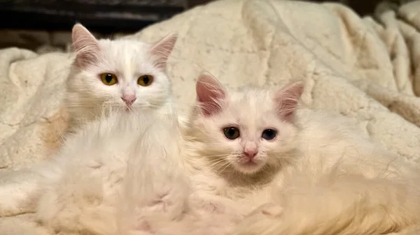 Deux Chats Blancs Couchés Lit — Photo