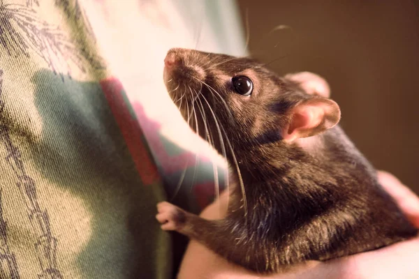 Szczur Domowy Rękach Dziecka Kolor — Zdjęcie stockowe